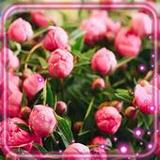 Flowers Wild Live Wallpaper1.5_rowtechapk.com