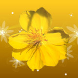Mai Flower Live Wallpaper2.10_rowtechapk.com
