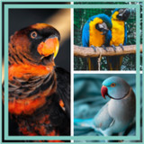 Birds guess game10.20.2_rowtechapk.com