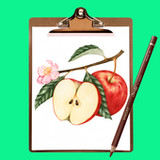 How to Draw Fruit Step by Step1.3_rowtechapk.com