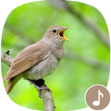 Appp.io - Nightingale bird song1.0.9_rowtechapk.com