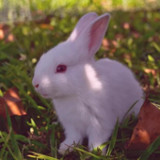 صور ارانب كيوت3_rowtechapk.com