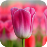 Tulip Wallpapers1.1.5_rowtechapk.com
