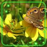 Summer Mood Live Wallpaper1.5_rowtechapk.com