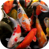 Koi Live Wallpaper4.5_rowtechapk.com