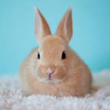 Animal friends in my hand1.0.5_rowtechapk.com