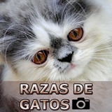Razas de Gatos1.1_rowtechapk.com