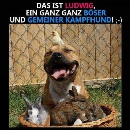 Lustige Bilder für Whatsapp screenshot image 5_Popularmodapk.com