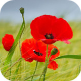 Poppy Flower Live Wallpaper5.0_rowtechapk.com