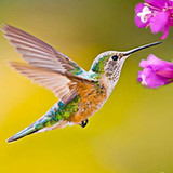 The Hummingbird1.1.4_rowtechapk.com