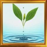 Красота и молодость1.12_rowtechapk.com