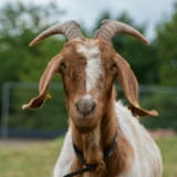 Goat Sounds2.3_rowtechapk.com