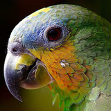 guess the bird3.0_rowtechapk.com