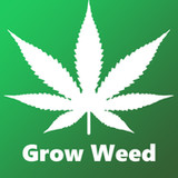 Grow Weed Farm:Cannabis Plants2.3_rowtechapk.com