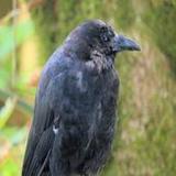 Crow Sound1.6_rowtechapk.com