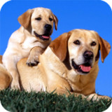 Dog Full HD Wallpaper1.06_rowtechapk.com