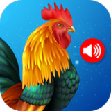 Animals & Birds Ringtones2.26_rowtechapk.com