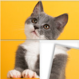 Swappy – Jigsaw Puzzles1.1.1_rowtechapk.com