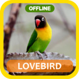 Masteran loveBird Full Isian3.0.0_rowtechapk.com