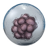 Microbe Live Wallpaper1.2.4_rowtechapk.com