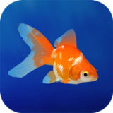 Goldfish 3D Relaxing Aquarium2.52_rowtechapk.com