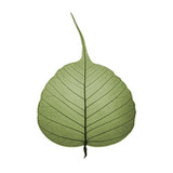 Bodhi Timer6.0.0_rowtechapk.com