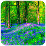 Forest  Wallpaper1.09_rowtechapk.com