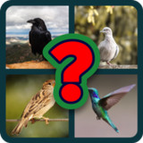 Birds guess10.11.2_rowtechapk.com