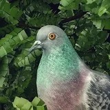 Pigeon: A Love Story(all contents for free)0.5_rowtechapk.com