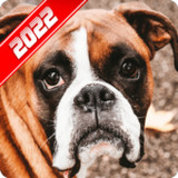 Boxer Dog Wallpaper1.5_rowtechapk.com