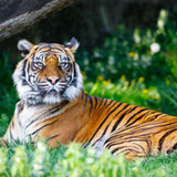 Big Cat Sounds1.6_rowtechapk.com