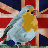 Quiz: British Birds1.1.0_rowtechapk.com