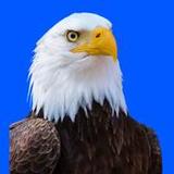 Animal Sounds: Animal Ringtone1.7_rowtechapk.com