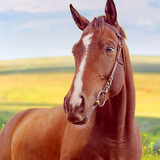 Horse Home<span>(Unlimited money)</span>1.0.1_rowtechapk.com