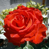 Pierandrei Patrizia2.55.1037_rowtechapk.com