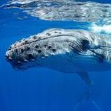 Whales Wallpapers HD1.0_rowtechapk.com