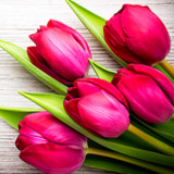 Flowers Stickers for WhatsApp1.1_rowtechapk.com