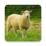 Domestic Sheep Sound Collectio1.0.2_rowtechapk.com
