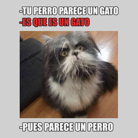Carcajados: Memes, Chistes, Humor screenshot image 11_Popularmodapk.com