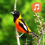 Canto Do Corrupião4.0_rowtechapk.com