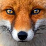 Baby Puzzles6.22_04_2023_rowtechapk.com