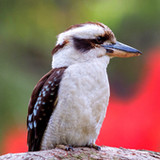 Laughing Kookaburra Sounds3.5_rowtechapk.com