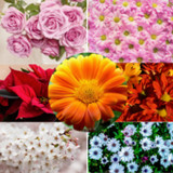 Guess The Flower Name9.7.3z_rowtechapk.com