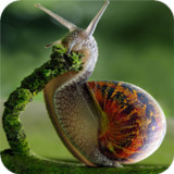 Snail Wallpaper HD1.08_rowtechapk.com