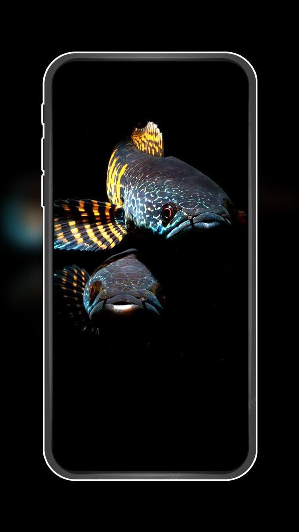 Channa Fish Wallpapers screenshot image 5_Popularmodapk.com