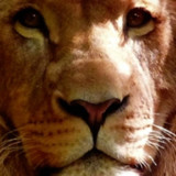 Real 3d Animals Live Wallpaper1.4_rowtechapk.com