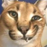 Survival with Floppa2.4.5.9_rowtechapk.com