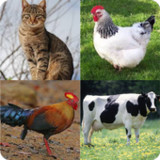 تعليم أسماء الحيوانات باللغه ا10.22.1_rowtechapk.com