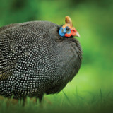 Guineafowl Sounds & Calls1.9_rowtechapk.com