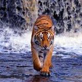Tiger Wallpapers2.0.0_rowtechapk.com